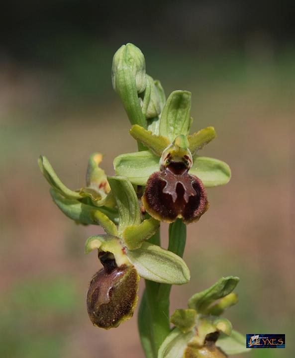 ophrys  sphegodes.JPG